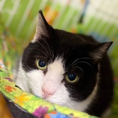 まんまんのハチワレまるちゃん - 大阪市