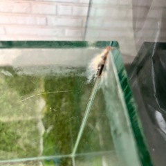 90cmスリムオールガラス水槽の画像