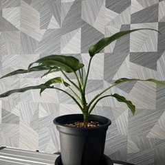 ✨🉐✨【観葉植物】アグラオネマ・マリア（Aglaonema "Maria）の画像