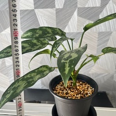 ✨🉐✨【観葉植物】アグラオネマ・マリア（Aglaonema "Maria）の画像