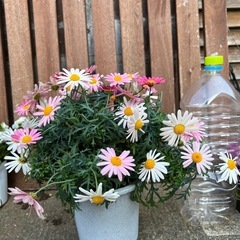 マーガレット1pの画像