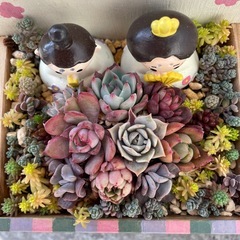 多肉植物 おひな様寄せの画像