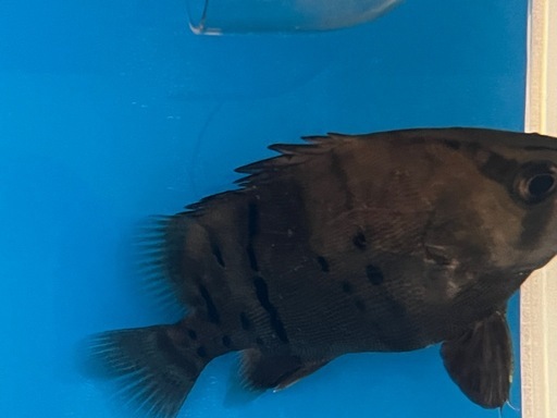 ダトニオプラスワン