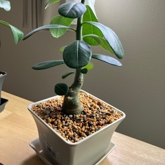アデニウム　オベスム　鉢ごと　塊根植物　　観葉植物の画像