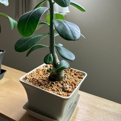 アデニウム　オベスム　鉢ごと　塊根植物　　観葉植物の画像