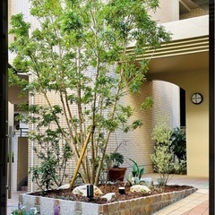 シマトネリコの木
の画像