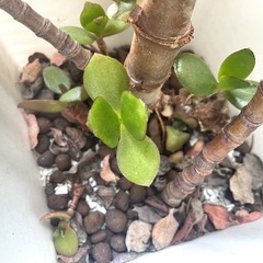 金のなる木　多肉植物　クラッスラ・ポルツラケア　カゲツ　花月　フチベニベンケイ（縁紅弁慶）の画像