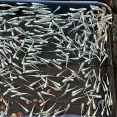 幹のメダカ
の画像