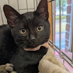 🩷可愛い3兄弟里親様募集🩷