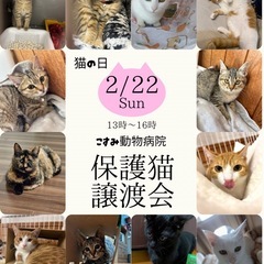 🩷可愛い3兄弟里親様募集🩷 - 里親募集