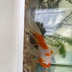 金魚2匹
の画像