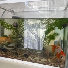 金魚2匹
の画像