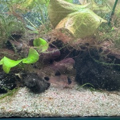 熱帯魚　水槽一式　水槽台有りの画像