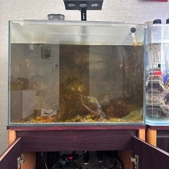 出品予定の画像