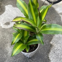 幸福の木　マッサンの画像