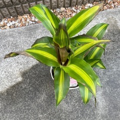 幸福の木　マッサンの画像