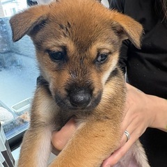 仔犬   生後2ヶ月  (急募)