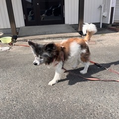 パピヨン♀推定15歳