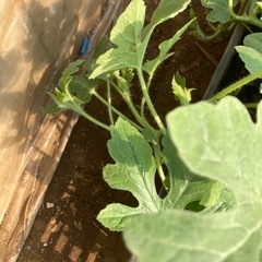 スイカ苗の画像