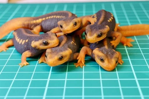 その8 アメイロイボイモリ　幼体6匹セット　訳あり 2025年自家繁殖個体