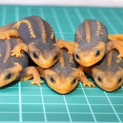アメイロイボイモリの中古が安い！激安で譲ります・無料であげます 