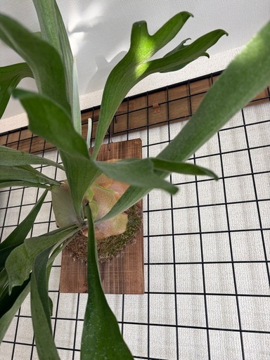 特大株　ビカクシダ　コウモリラン　ネザーランド　