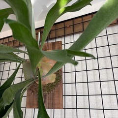 特大株　ビカクシダ　コウモリラン　ネザーランド　の画像