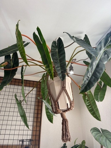 フィロデンドロン　ビレッタエ　ビレッティアエ　観葉植物