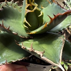 アガベ　オテロイ実生の画像