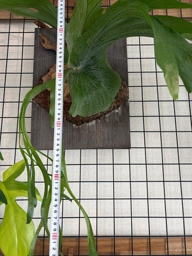 ビカクシダ　コウモリラン　グランデ　観葉植物