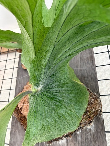 ビカクシダ　コウモリラン　グランデ　観葉植物