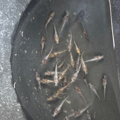 菊虎メダカ　めだか　約１.５センチ前後　６匹５００円の画像