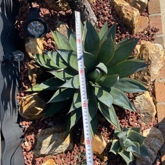 ブルーグロー大株【ドライガーデン】の画像