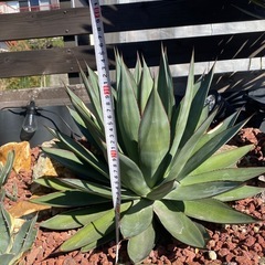 ブルーグロー大株【ドライガーデン】の画像