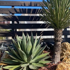 ブルーグロー大株【ドライガーデン】の画像