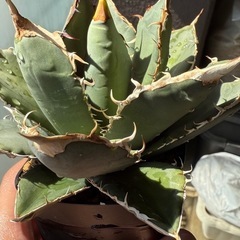 アガベ　オテロイ実生の画像