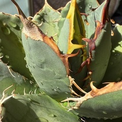 アガベ　オテロイ実生の画像