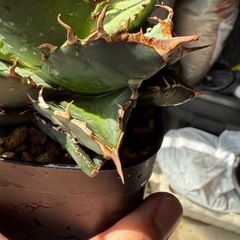 【子株付き】アガベ　オテロイ実生の画像