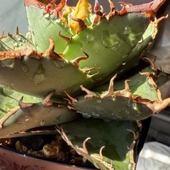 【子株付き】アガベ　オテロイ実生の画像