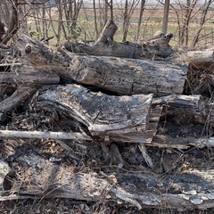 古い桜の木の画像