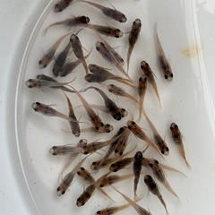 菊虎メダカ　めだか　約２センチ前後　５匹５００円の画像