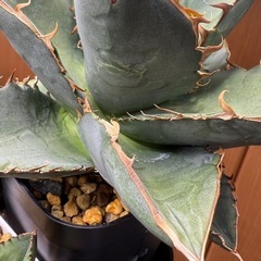 アガベ　オテロイ実生の画像