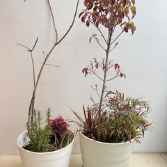 ⭐︎無料【寄せ植え 大型2鉢セット】の画像