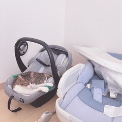 人懐っこいメスの猫　７才