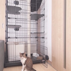 人懐っこいメスの猫　７才 - 里親募集