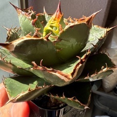 アガベ　オテロイ実生の子株③の画像