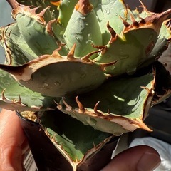 アガベ　オテロイ実生の子株③の画像