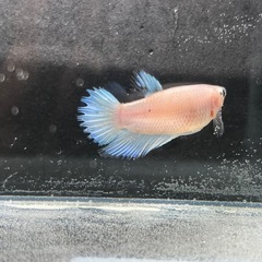 ベタ(クラウンテール)の画像