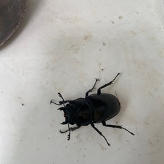 ギラファノコギリクワガタの画像