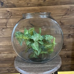 ガラス鉢の画像